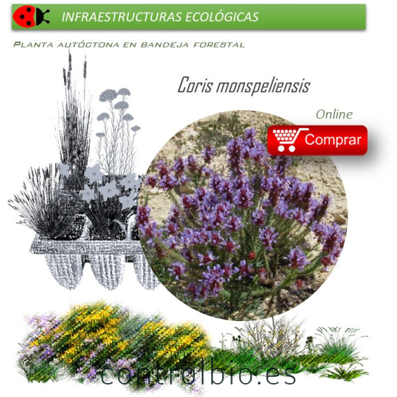 Venta de CORIS MONSPELIENSIS (Hierba pincel) BF 40/260