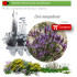 Venta de CORIS MONSPELIENSIS (Hierba pincel) BF 40/260