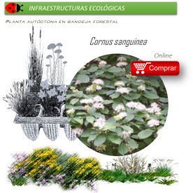 Venta de CORNUS SANGUINEA (Cornejo) BF 40/260
