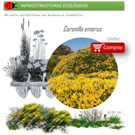 planta autóctona en bandeja forestal