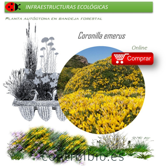 planta autóctona en bandeja forestal
