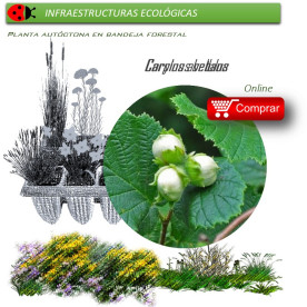 Venta de CORYLUS AVELLANA (Avellano) BF 28/400