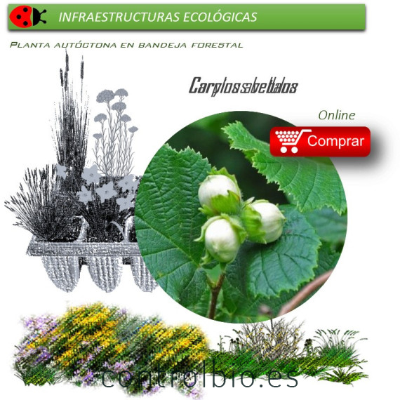 Venta de CORYLUS AVELLANA (Avellano) BF 28/400