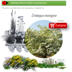 Venta de CRATAEGUS MONOGYNA (majuelo) BF 45/235