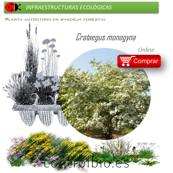 Venta de CRATAEGUS MONOGYNA (majuelo) BF 45/235