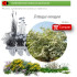 Venta de CRATAEGUS MONOGYNA (majuelo) BF 45/235