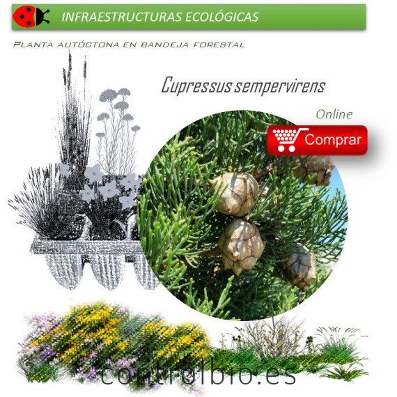 Venta de CUPRESSUS SEMPERVIRENS (Ciprés) BF 60/200