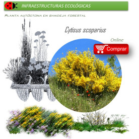 Venta de CYTISUS SCOPARIUS (Retama negra) BF 45/220
