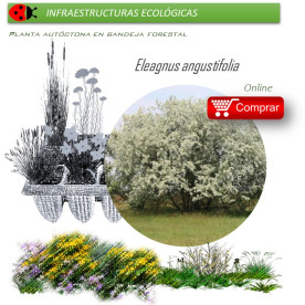 Venta de ELEAGNUS ANGUSTIFOLIA (Árbol del paraíso) BF45/220