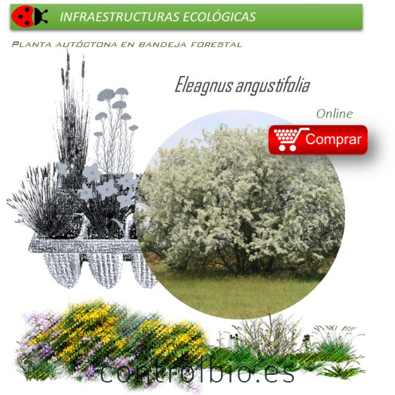 Venta de ELEAGNUS ANGUSTIFOLIA (Árbol del paraíso) BF45/220