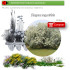 Venta de ELEAGNUS ANGUSTIFOLIA (Árbol del paraíso) BF45/220