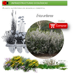 Venta de ERICA ARBOREA (Brezo blanco) BF 54/200
