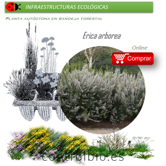Venta de ERICA ARBOREA (Brezo blanco) BF 54/200