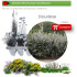 Venta de ERICA ARBOREA (Brezo blanco) BF 54/200