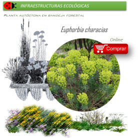 Venta de EUPHORBIA CHARACIAS (Tártago mayor) BF 40/260