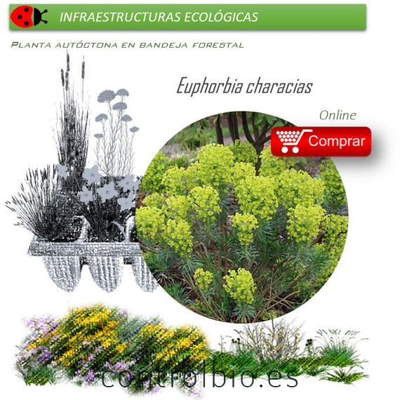 Venta de EUPHORBIA CHARACIAS (Tártago mayor) BF 40/260