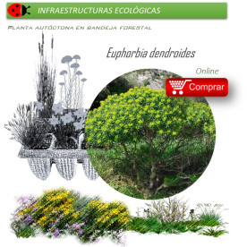 Venta de EUPHORBIA DENDROIDES (Lechetrezna) BF 40/260