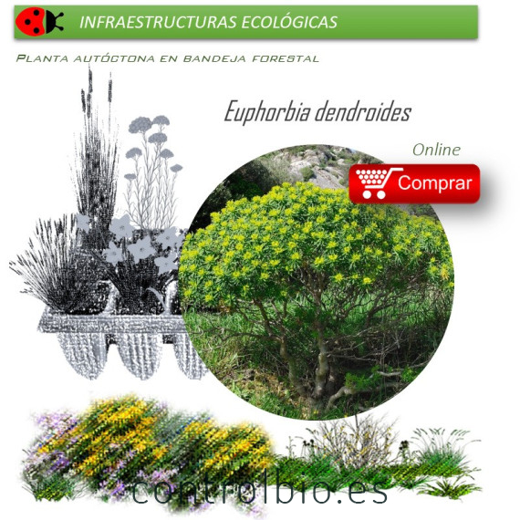 Venta de EUPHORBIA DENDROIDES (Lechetrezna) BF 40/260