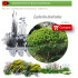 Venta de EUPHORBIA DENDROIDES (Lechetrezna) BF 40/260
