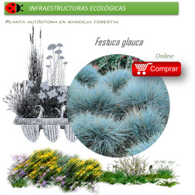 Venta de FESTUCA GLAUCA (Castañuela azul) BF 40/260