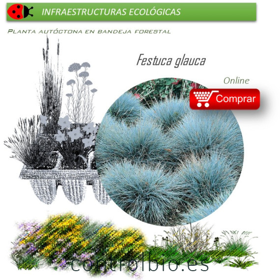 Venta de FESTUCA GLAUCA (Castañuela azul) BF 40/260