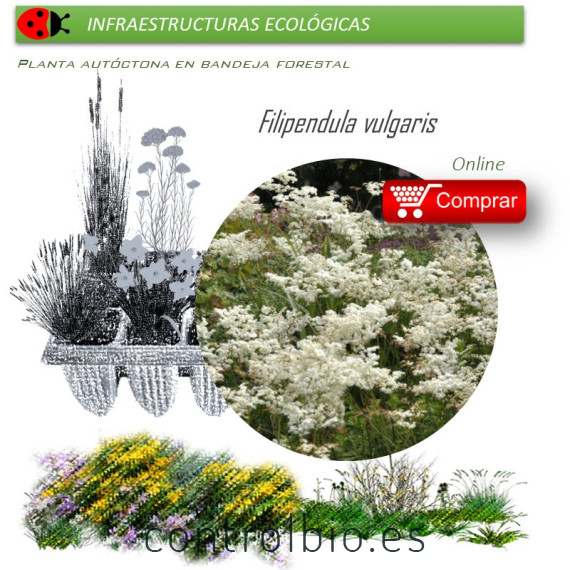 Venta de FILIPENDULA VULGARIS BF 40/260