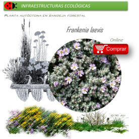 venta de FRANQUENIA LAEVIS (Brezo de  mar) BF 54