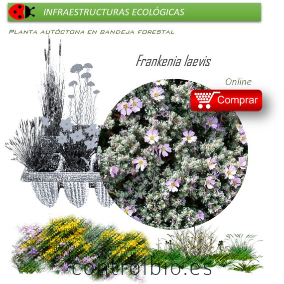 venta de FRANQUENIA LAEVIS (Brezo de  mar) BF 54
