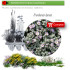 venta de FRANQUENIA LAEVIS (Brezo de  mar) BF 54