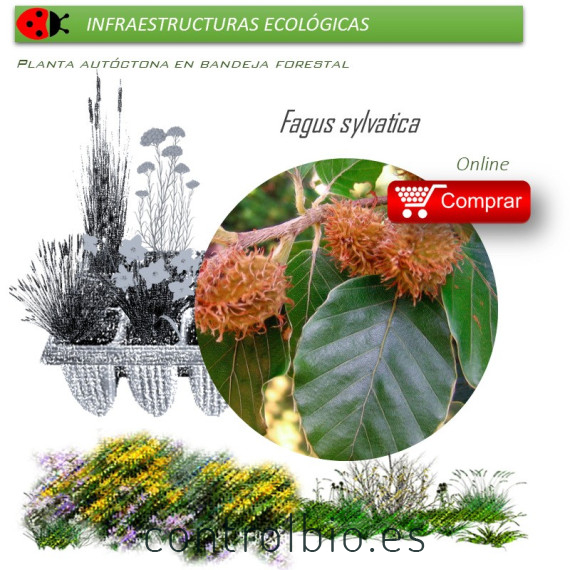 Venta de FAGUS SYLVATICA (Haya) BF 40/260