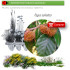 Venta de FAGUS SYLVATICA (Haya) BF 40/260