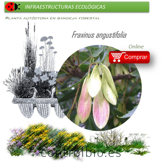 Venta de FRAXINUS ANGUSTIFOLIA (Fresno) BF 45/220