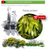 FRAXINUS EXCELSIOR (Fresno) BF 45/220
