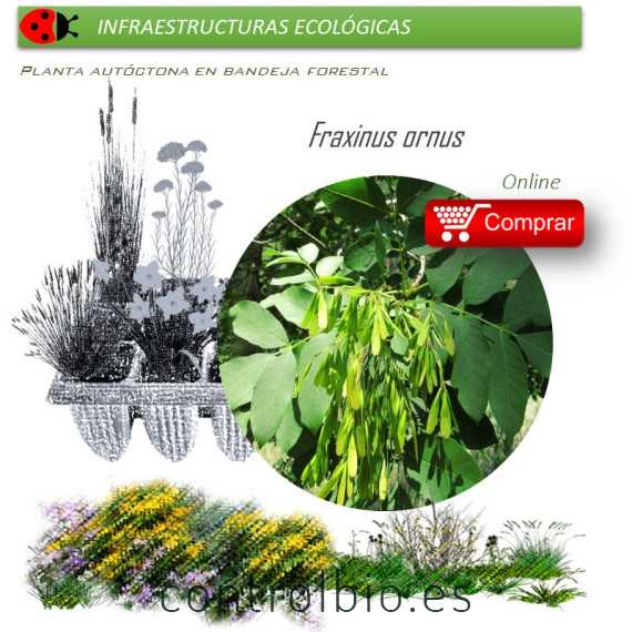 FRAXINUS ORNUS (Fresno de flor) BF 45/220
