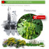 FRAXINUS ORNUS (Fresno de flor) BF 45/220