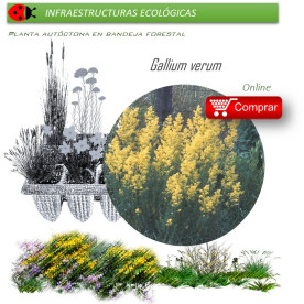 Venta de GALLIUM VERUM (Cuajaleche) BF 54