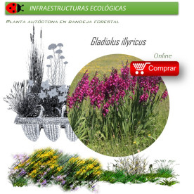 Venta de GLADIOLUS ILLYRICUS (Gladiolo silvestre) BF40/260