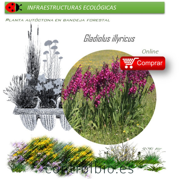 Venta de GLADIOLUS ILLYRICUS (Gladiolo silvestre) BF40/260