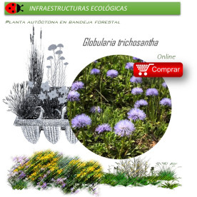 Venta de GLOBULARIA TRICHOSANTHA BF 40