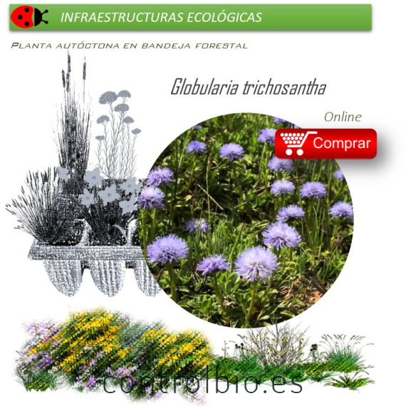 Venta de GLOBULARIA TRICHOSANTHA BF 40