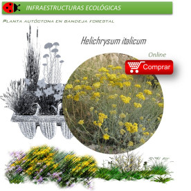 Venta de HELICHRYSUM ITALICUM (Curry) BF40/260