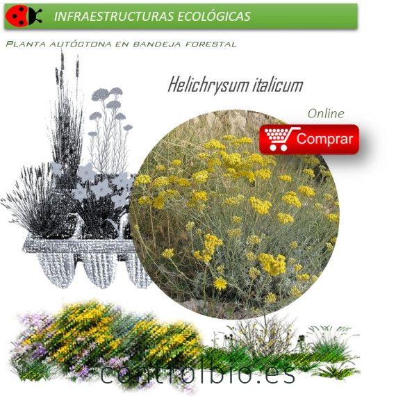 Venta de HELICHRYSUM ITALICUM (Curry) BF40/260