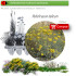 Venta de HELICHRYSUM ITALICUM (Curry) BF40/260
