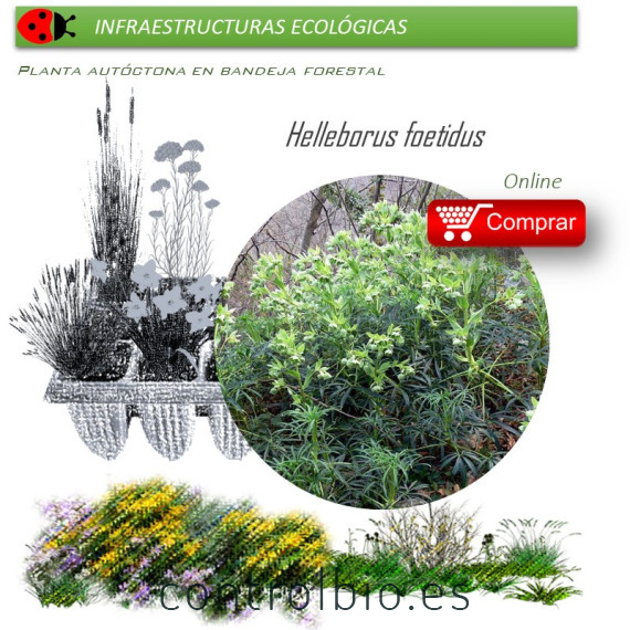 Venta de HELLEBORUS FOETIDUS BF 28/400