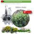 Venta de HELLEBORUS FOETIDUS BF 28/400