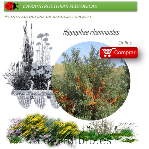 Venta de HIPPOPHAE RHAMNOIDES (Espino amarillo) BF 40/260