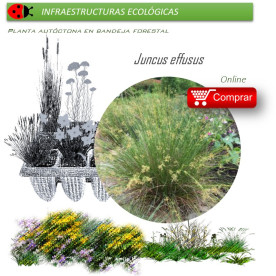 Venta de JUNCUS EFFUSUS (Junco de esteras) BF 40/260