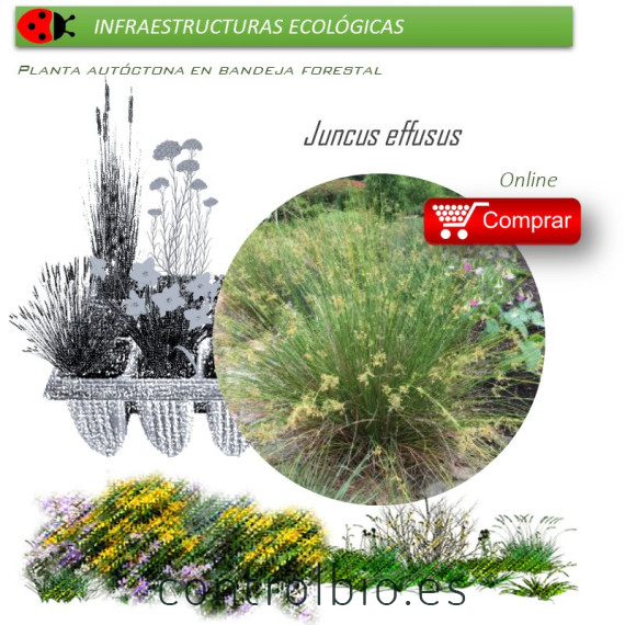 Venta de JUNCUS EFFUSUS (Junco de esteras) BF 40/260