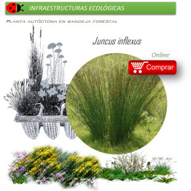 Venta de JUNCUS INFLEXUS (Junco) BF 40/260