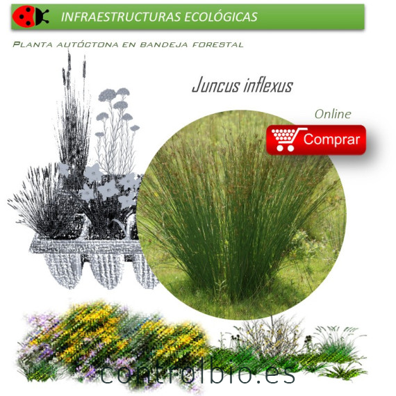 Venta de JUNCUS INFLEXUS (Junco) BF 40/260